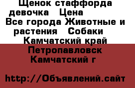 Щенок стаффорда девочка › Цена ­ 20 000 - Все города Животные и растения » Собаки   . Камчатский край,Петропавловск-Камчатский г.